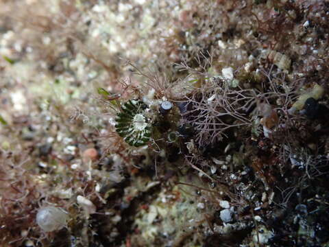 Image of Parvocaulis polyphysoides