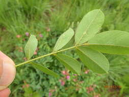 Tephrosia macropoda (E. Mey.) Harv.的圖片