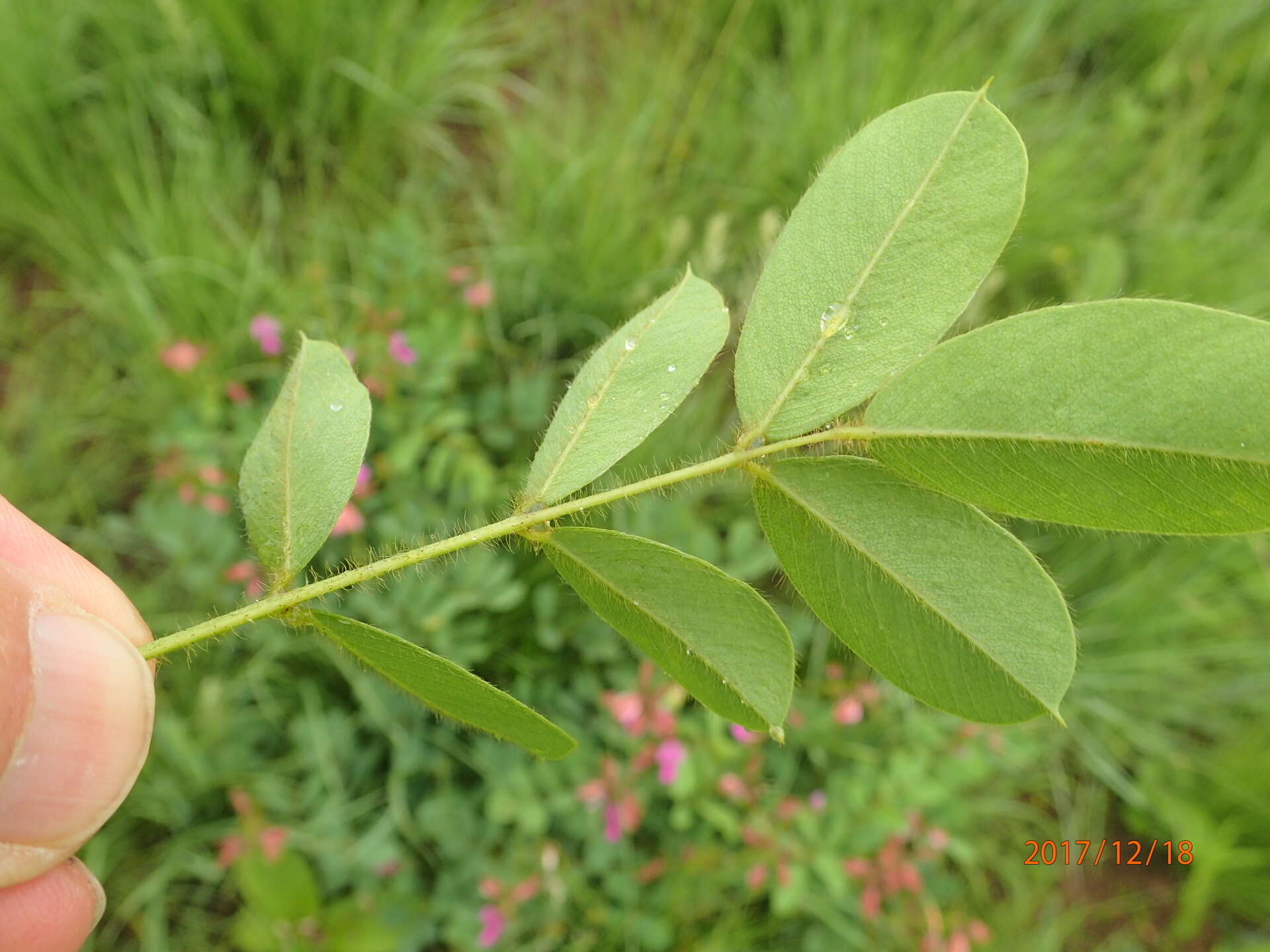 Tephrosia macropoda (E. Mey.) Harv.的圖片