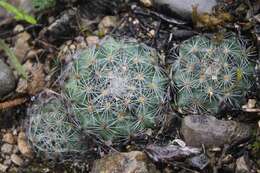 Sivun Turbinicarpus saueri subsp. knuthianus (Boed.) Lüthy kuva