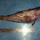 Image of Marbled rockcod