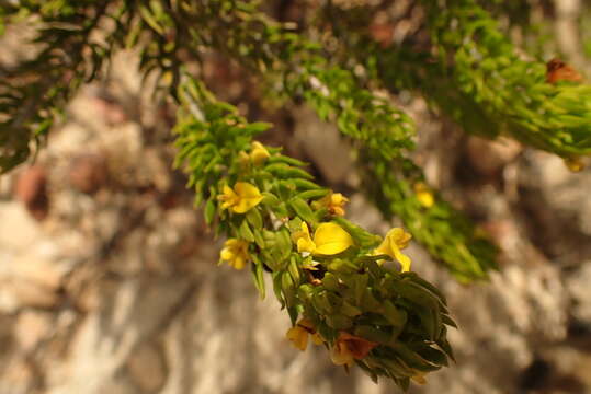 Image of Aspalathus mundiana Eckl. & Zeyh.