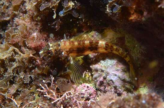 Image of Goldline Blenny