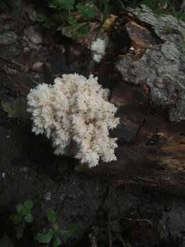 Hericium americanum Ginns 1984的圖片