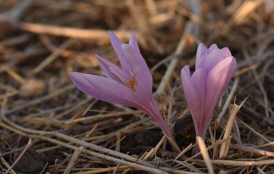 Image of Colchicum hierosolymitanum Feinbrun