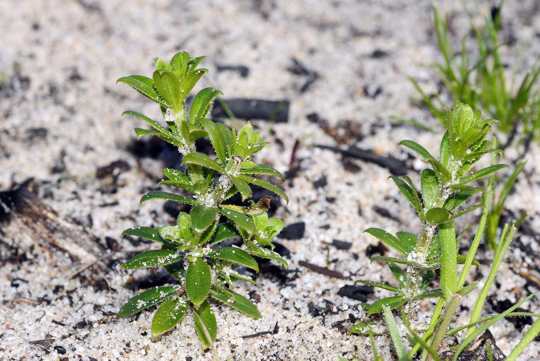 Image of Galium tomentosum Thunb.