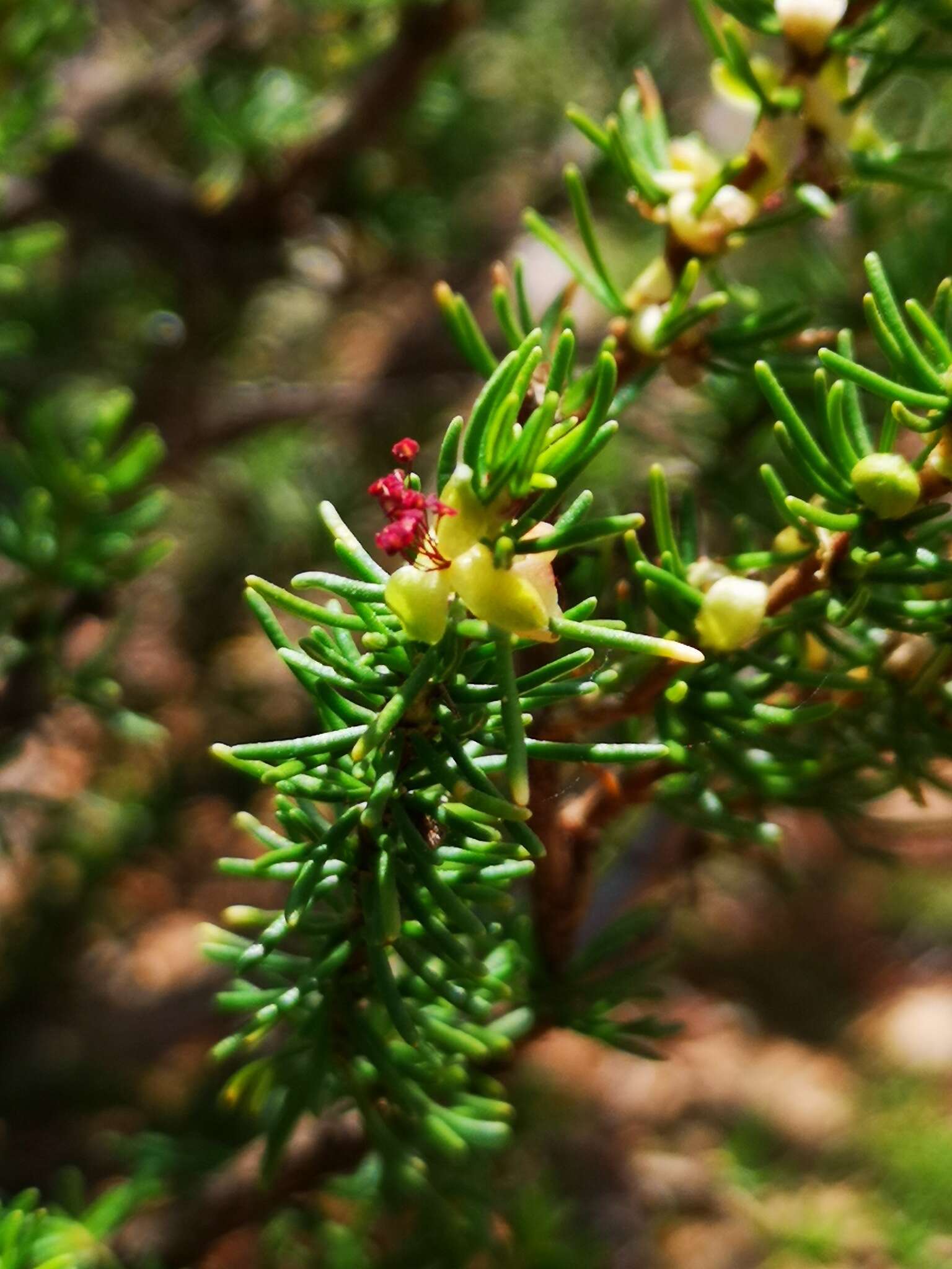 Image of Cliffortia burgersii E. G. H. Oliver & A. C. Fellingham