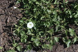 Image de Calystegia macrostegia subsp. intermedia (Abrams) Brummitt