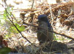 Image of Island Scrub Jay