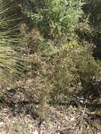 Image of Boronia crenulata Sm.