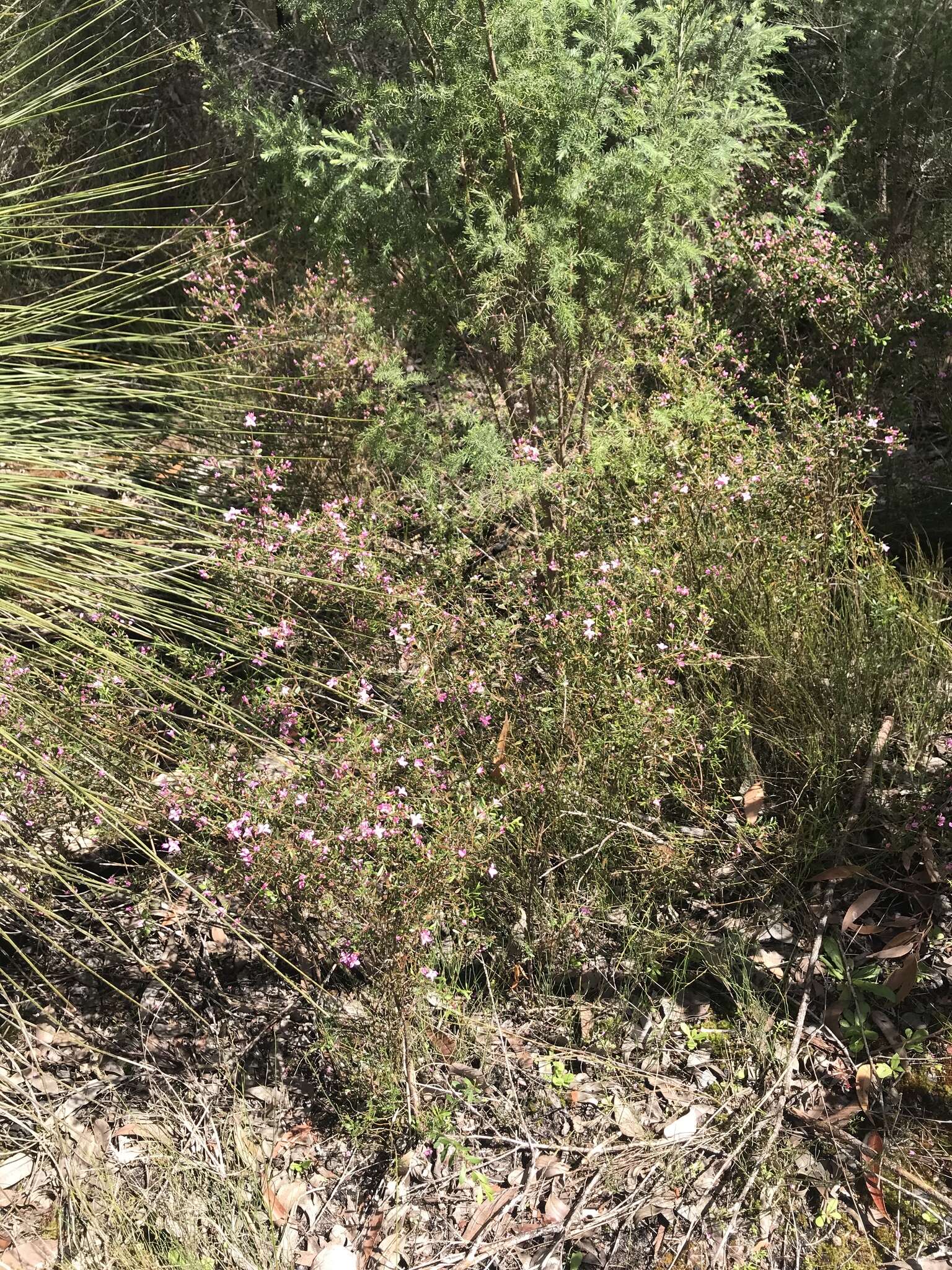 Image of Boronia crenulata Sm.