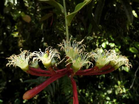 Image of Marcgravia brownei (Triana & Planch.) Krug & Urb.