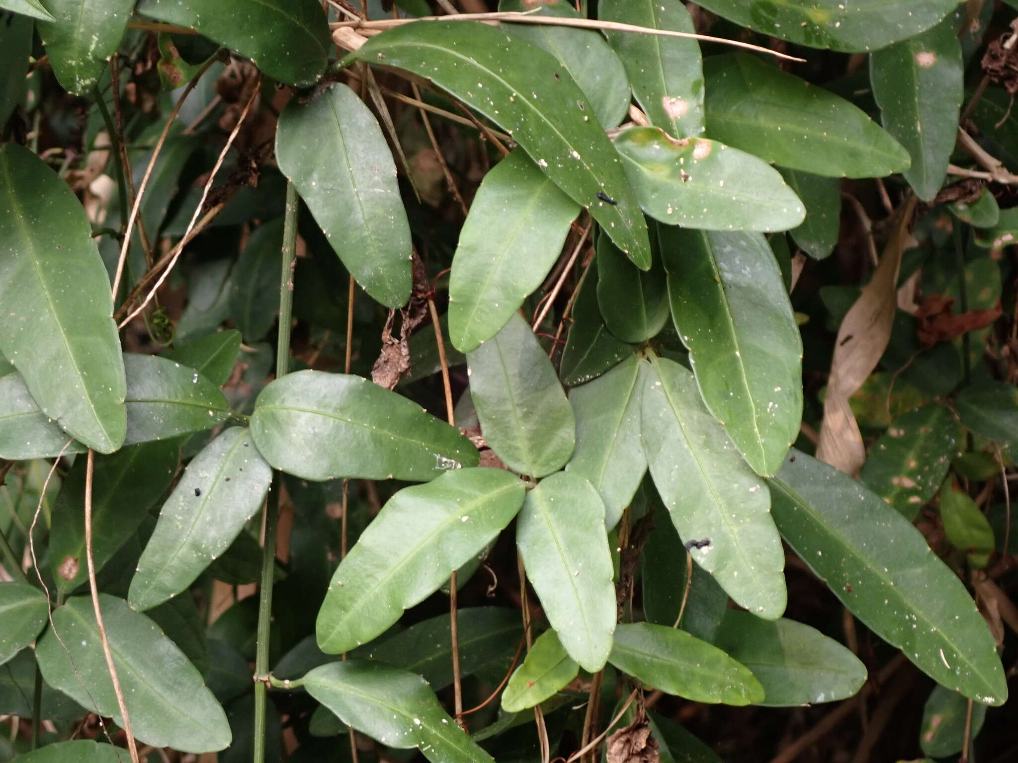 Image of Tetrastigma formosanum (Hemsl.) Gagnep.