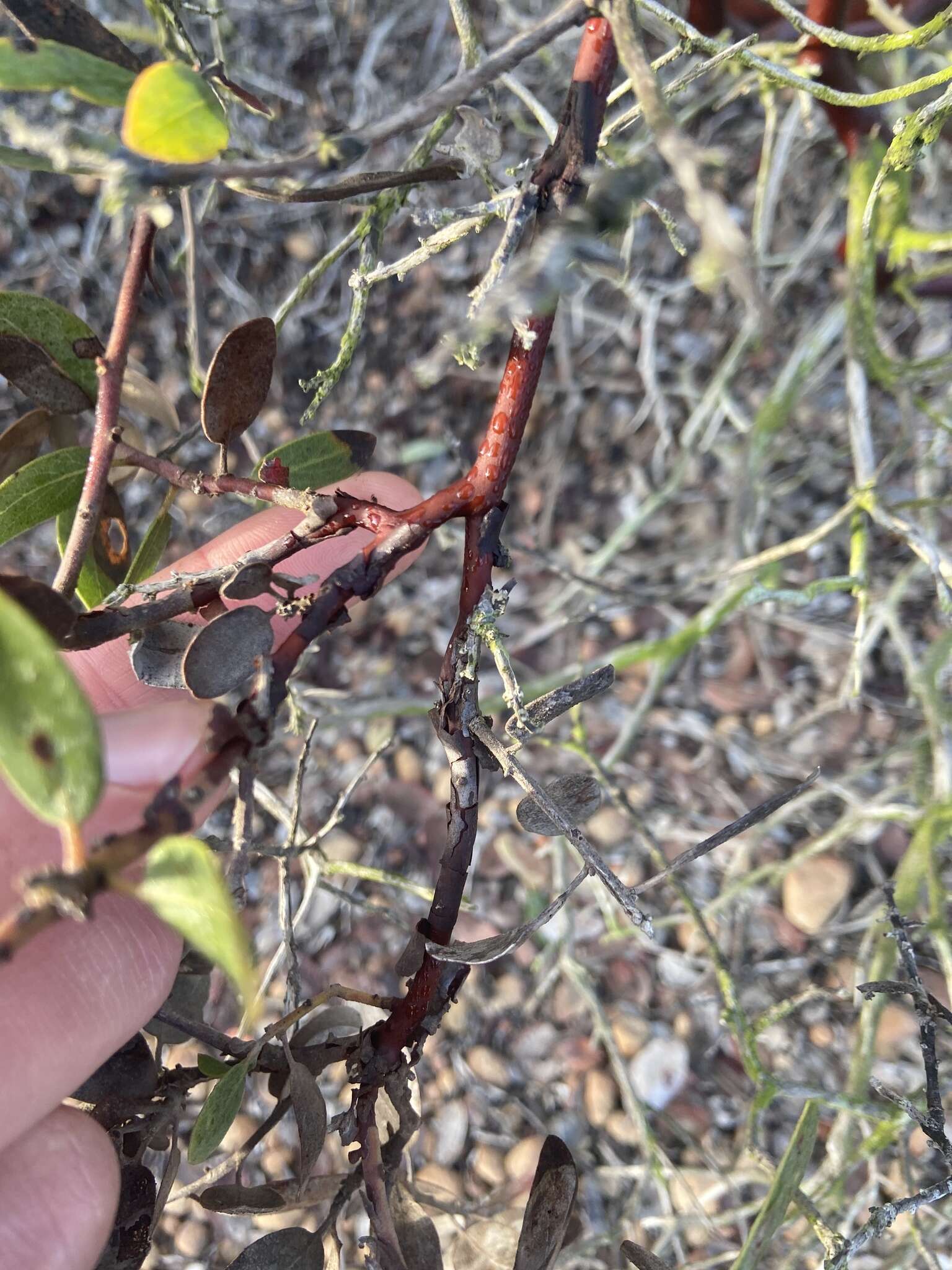 Image of Del Mar manzanita