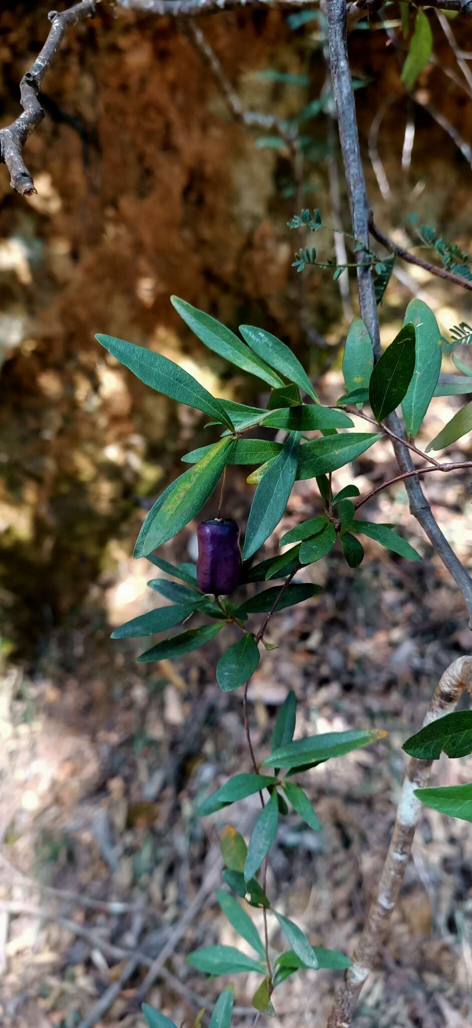 Imagem de Billardiera longiflora Labill.