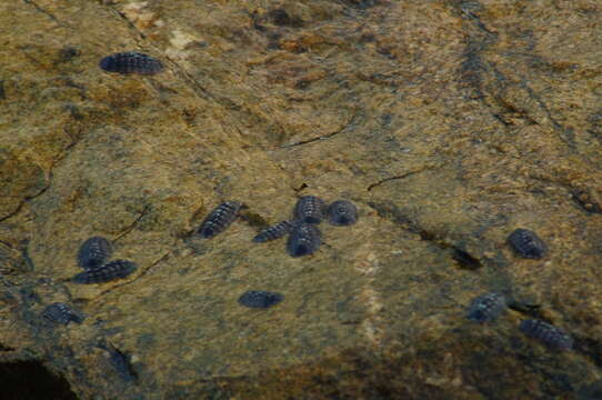 Image of smooth Panama chiton