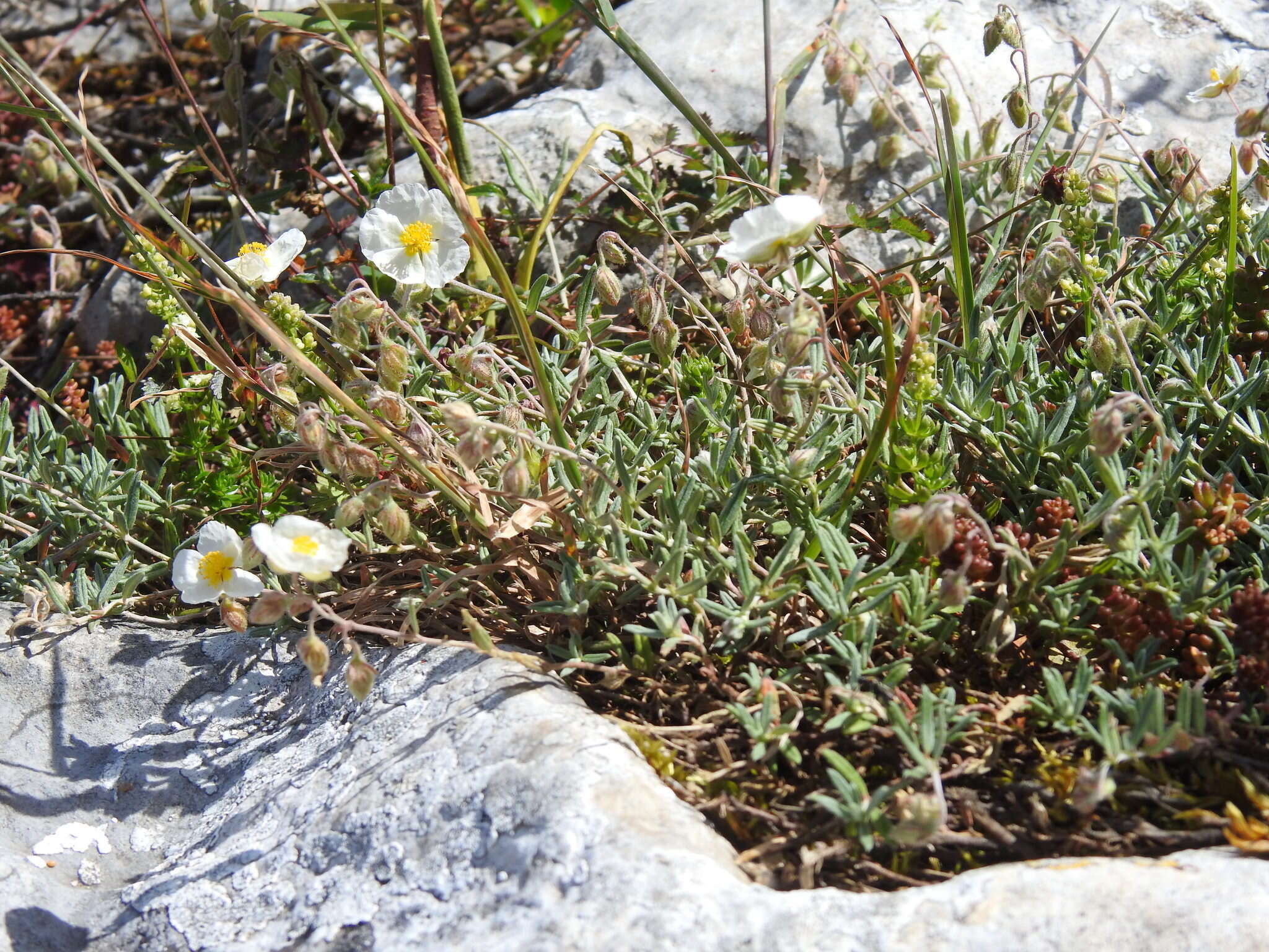 Sivun Helianthemum apenninum subsp. apenninum kuva