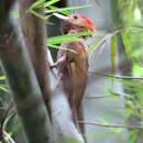 Image of Bamboo Woodpecker