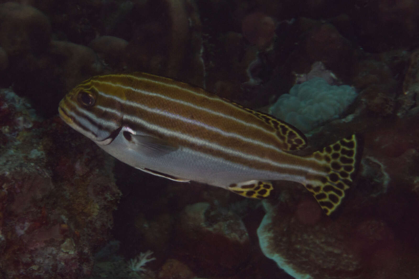 Image of Striped sweetip