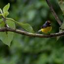 Image of Yellow-bellied Whitestart