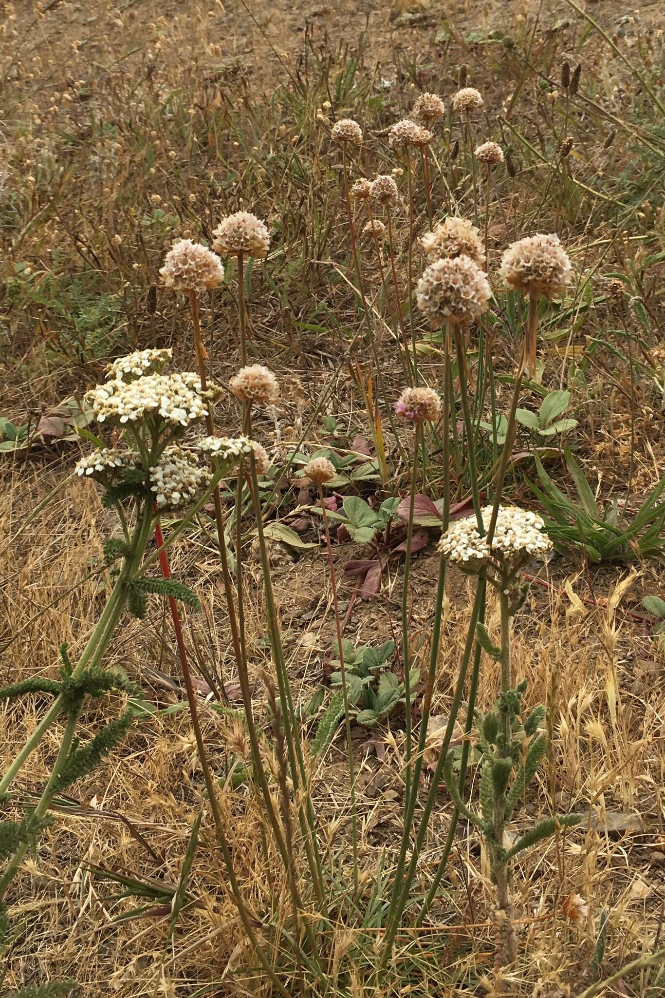 Image of California seapink