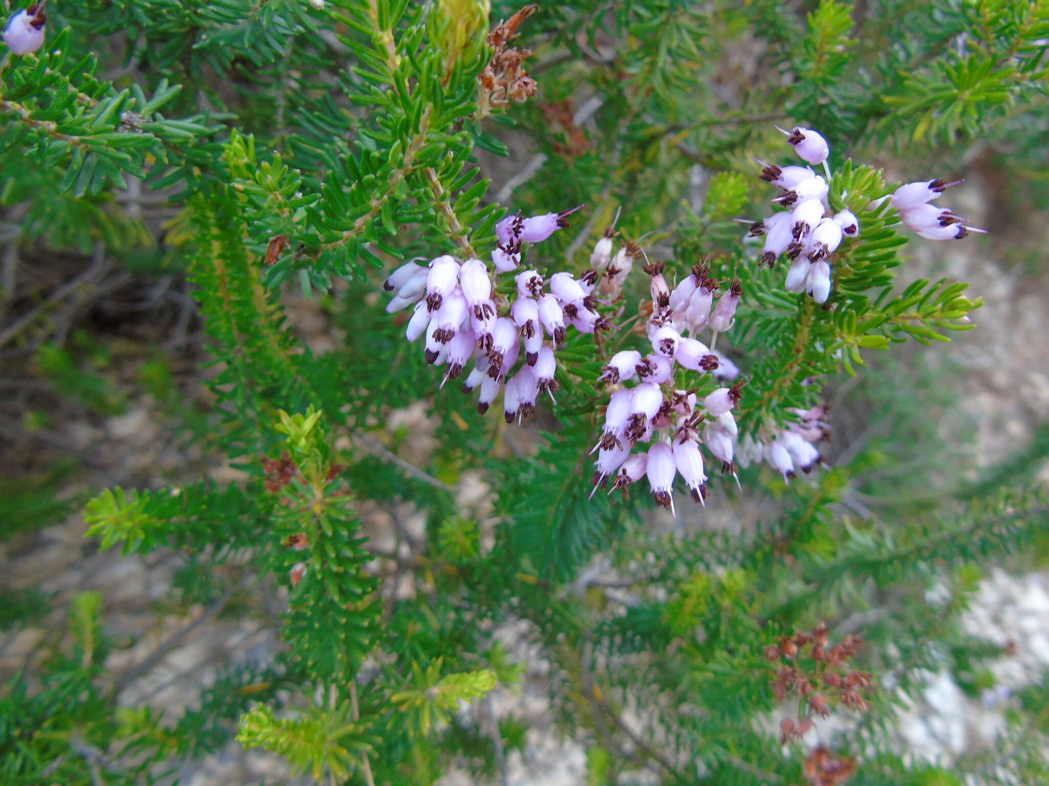 Image of heather