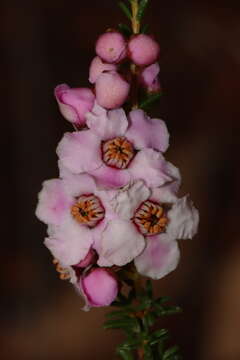 Image of Babingtonia pelloeae Rye & Trudgen