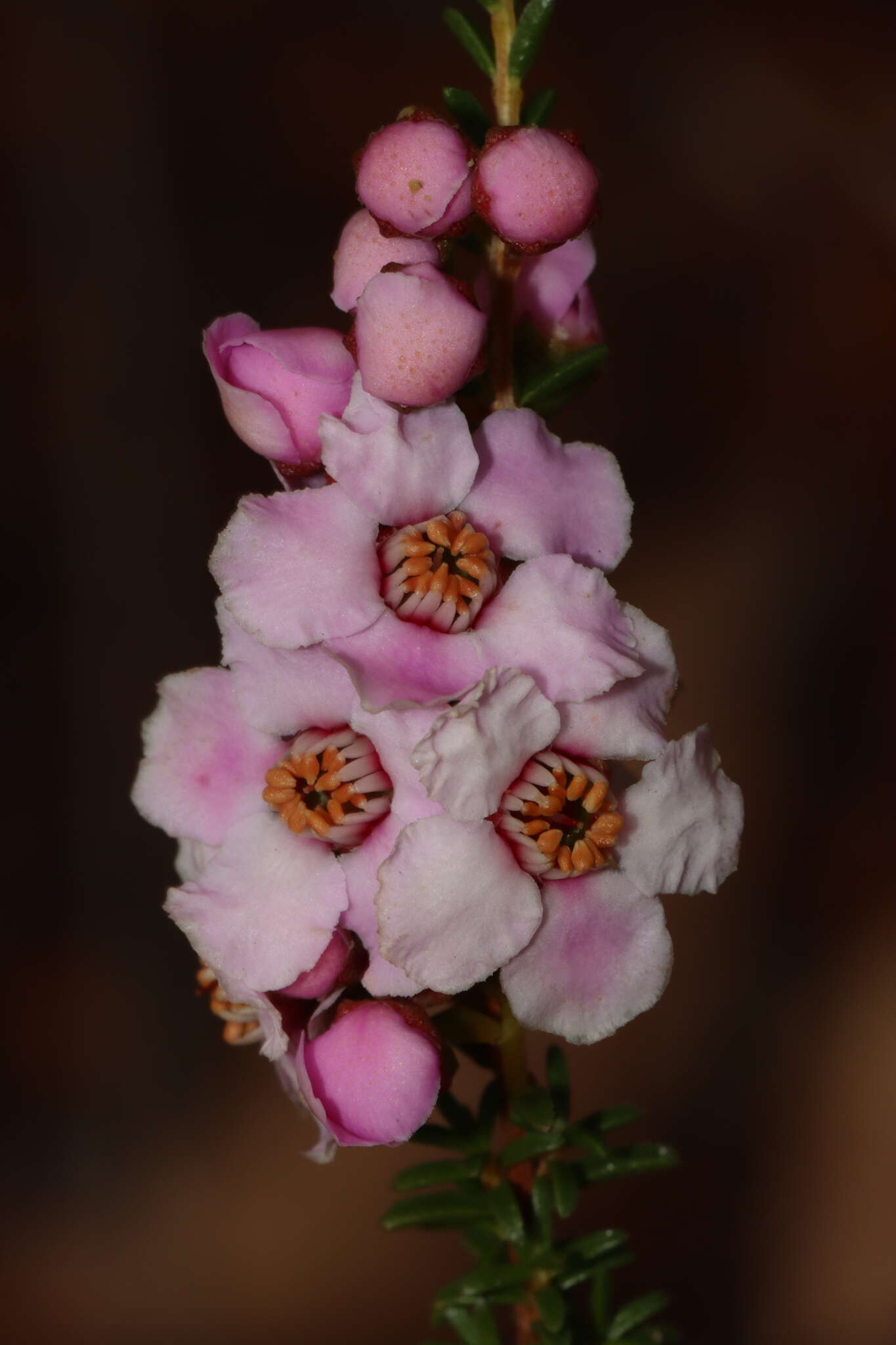 Imagem de Babingtonia pelloeae Rye & Trudgen