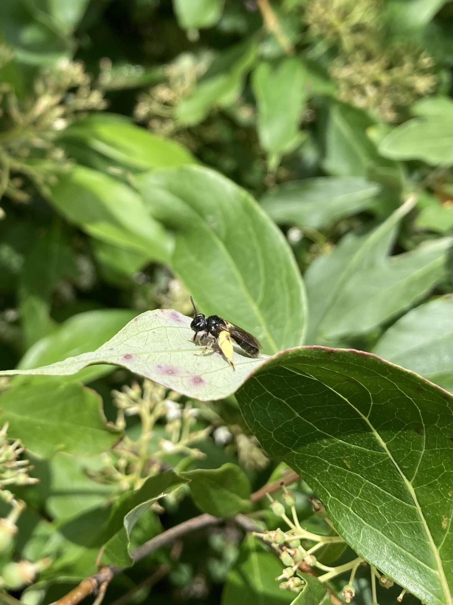 Image of Andrena integra Smith 1853