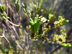 Image of Diosma oppositifolia L.