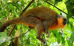 Image of Dusky Titi