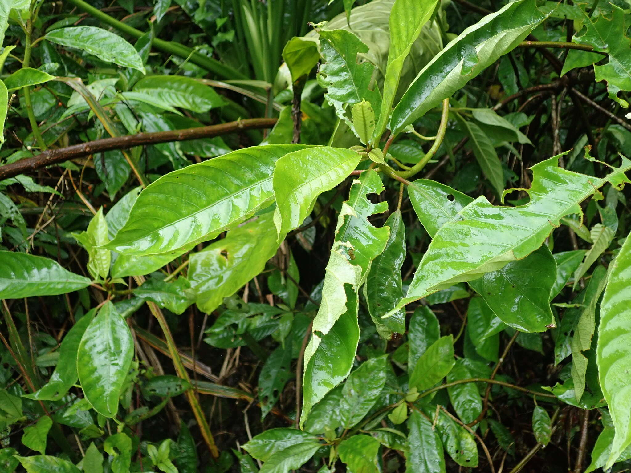 Image of Saurauia tristyla DC.