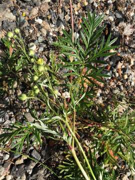 Image of staghorn cinquefoil