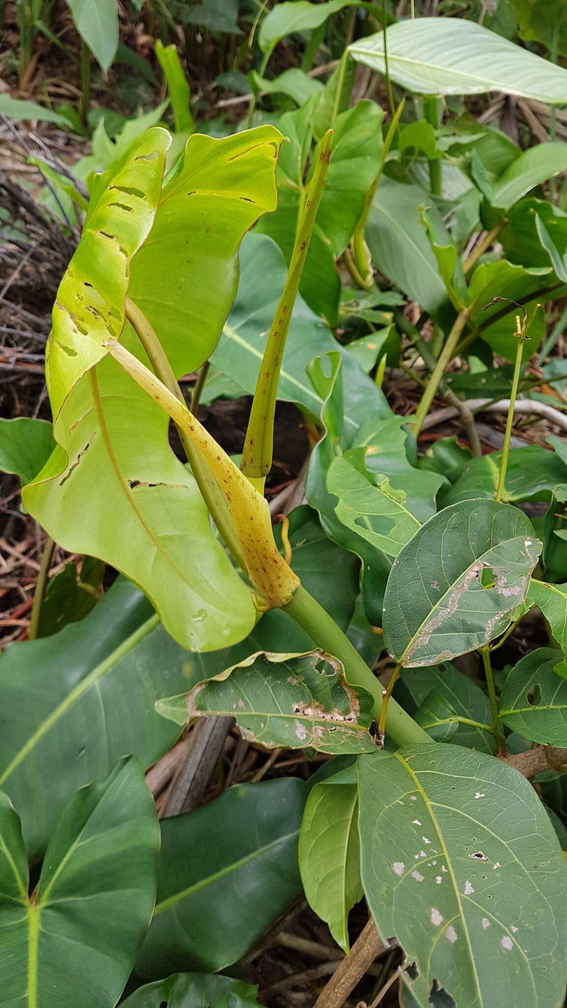 Image of Philodendron quinquenervium Miq.