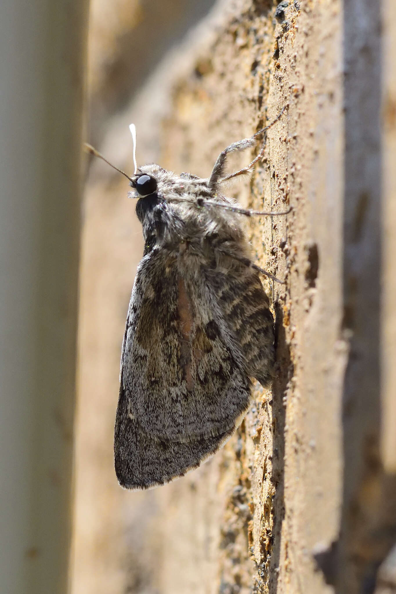 Aegiale hesperiaris Walker 1855 resmi