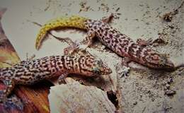 Image de Sphaerodactylus armasi Schwartz & Garrido 1974