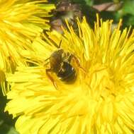 Image of Andrena hippotes Robertson 1895