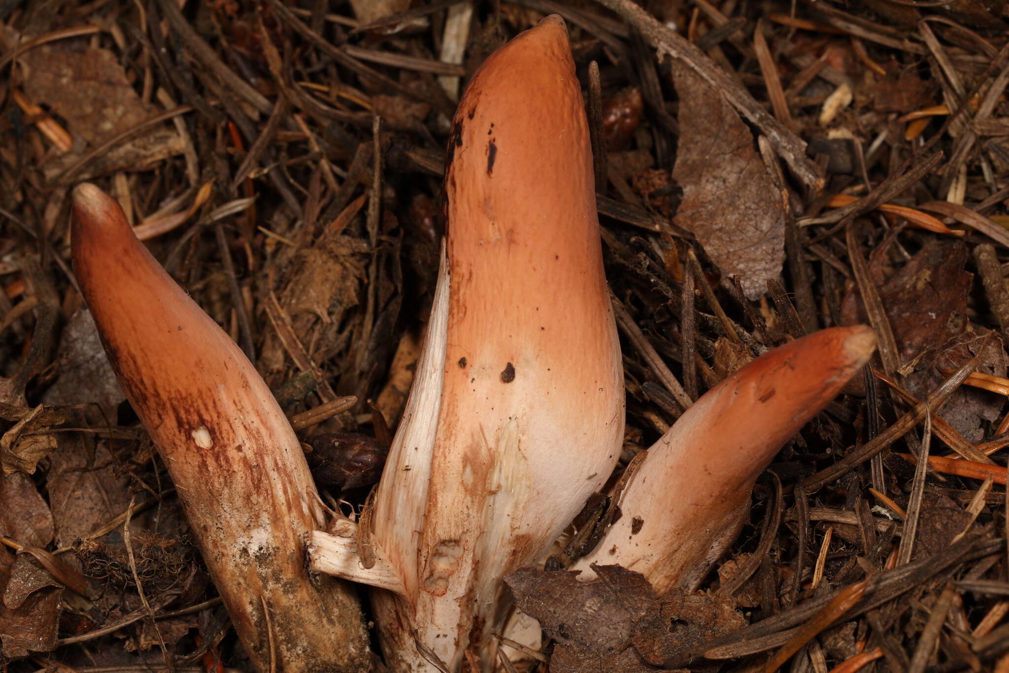 Image of Clavariadelphus caespitosus Methven 1989