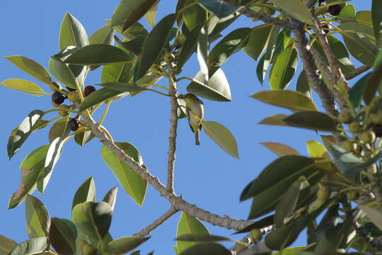 Zosterops lateralis chloronotus Gould 1841 resmi