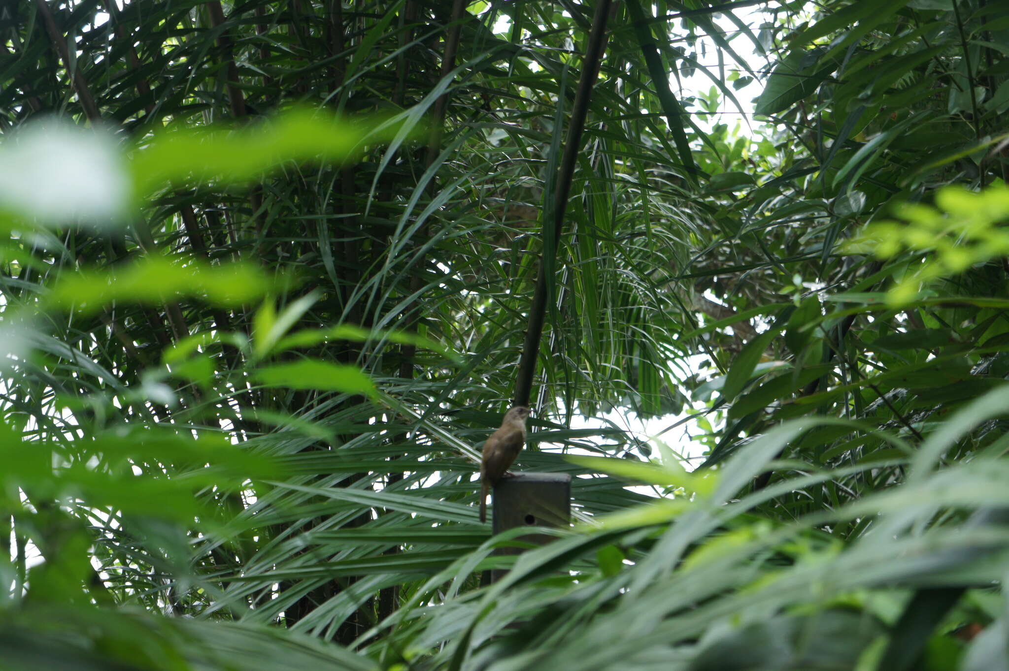 Image of Olive-winged Bulbul