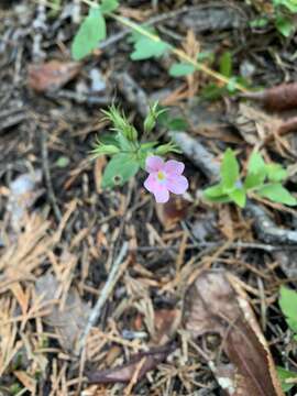 Image of northern phlox