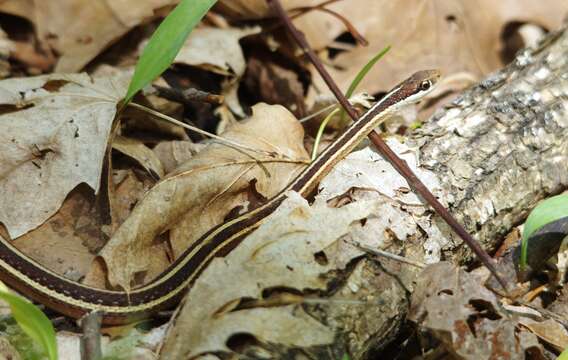 Image of Thamnophis saurita saurita (Linnaeus 1766)