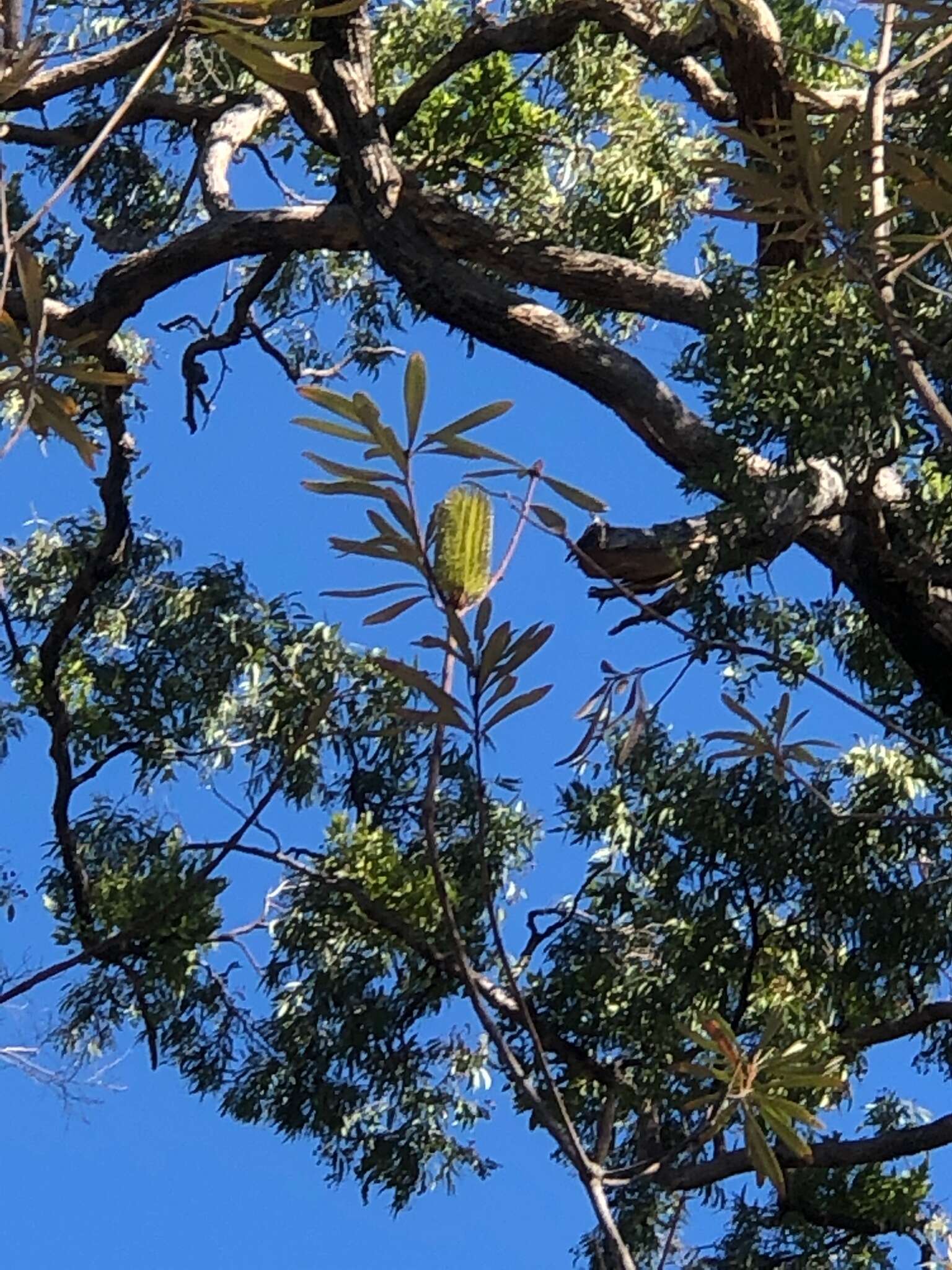 Image of Banksia integrifolia subsp. monticola K. R. Thiele