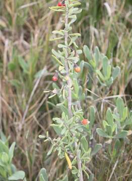 Image of Carolina desert-thorn