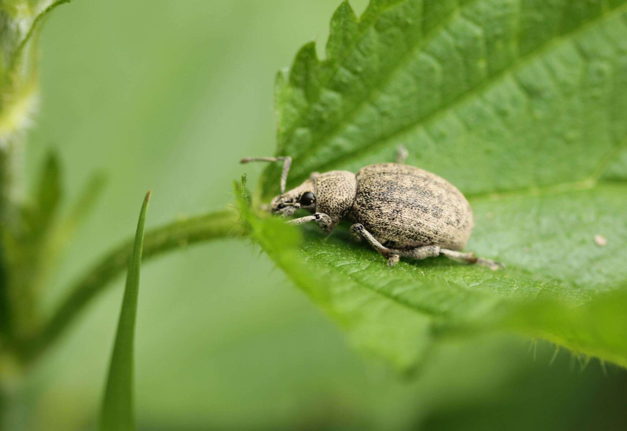 Image of lovage weevil