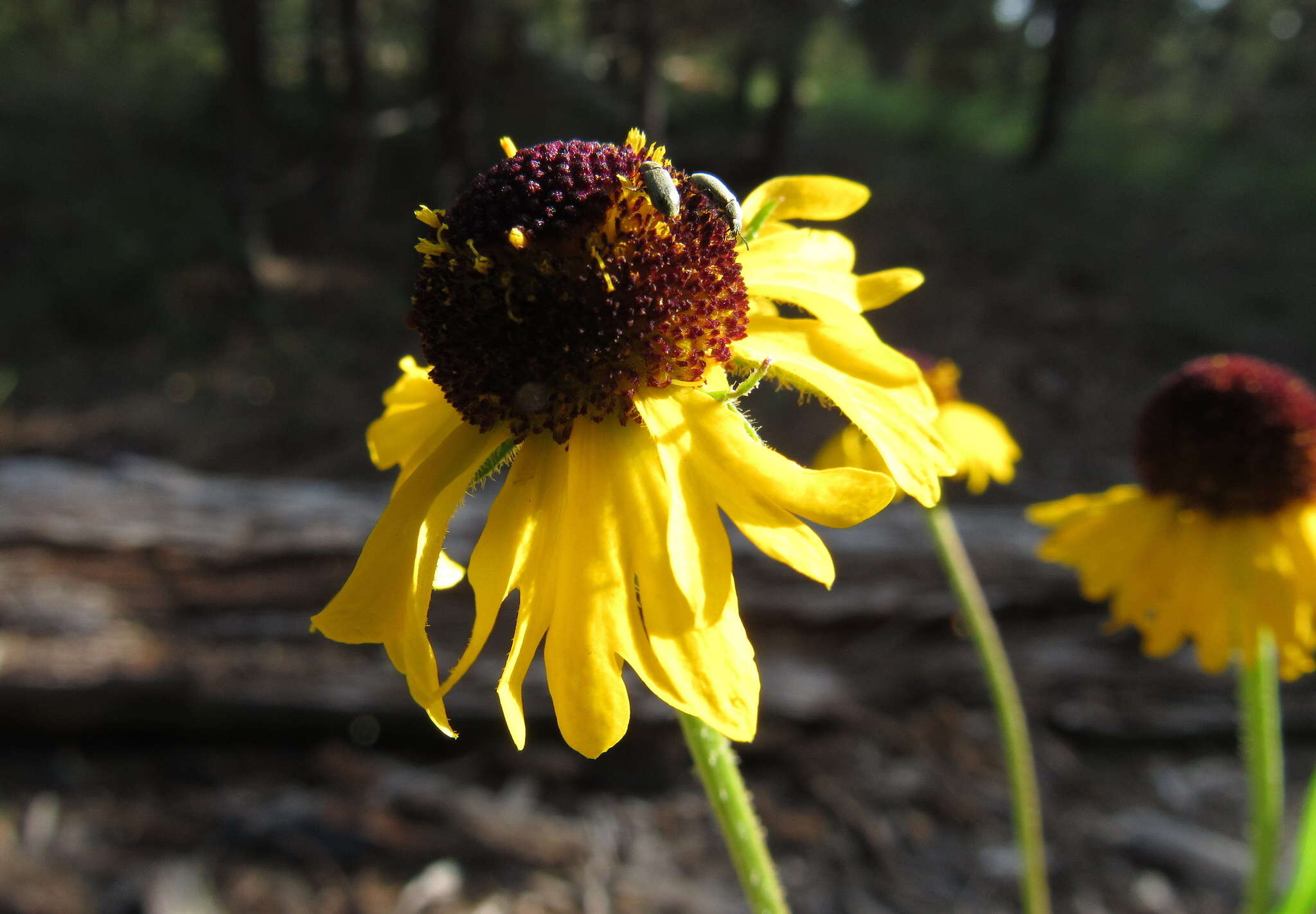 Image of Arizona Sneezeweed