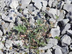 Image of pretty cinquefoil