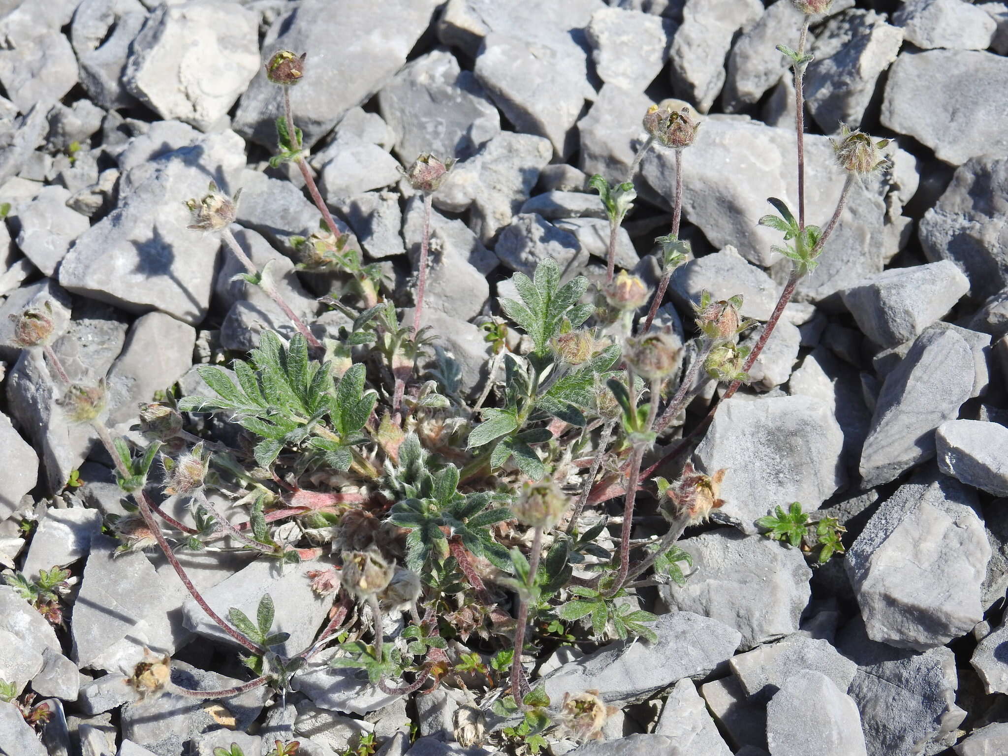 Image of pretty cinquefoil