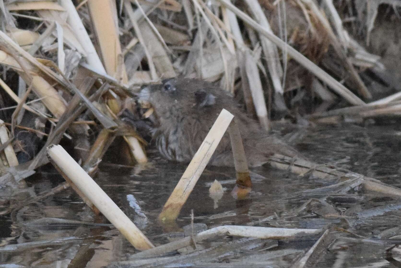 Image of muskrat