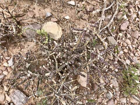 Image de Cylindropuntia kleiniae (DC.) F. M. Knuth